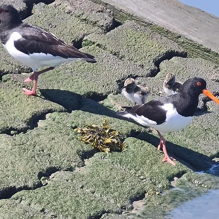 Seevilla Wietjes Whg 2 公寓