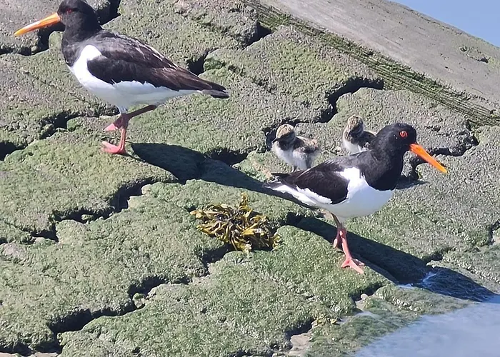 Seevilla Wietjes Whg 2 Apartmán